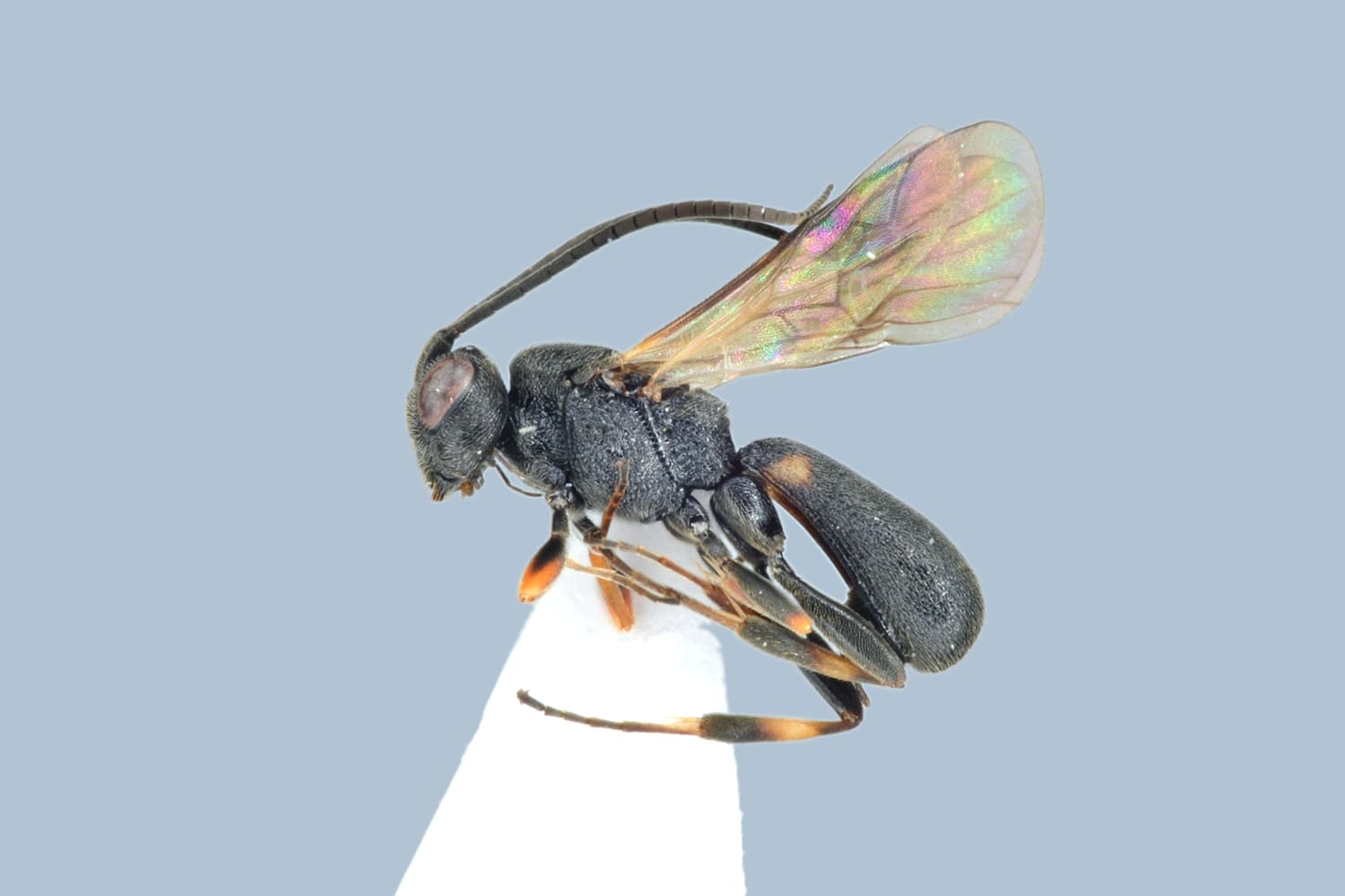 Default image